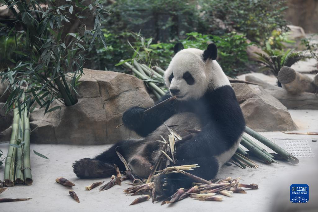 澳门威斯人88038